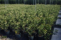 photinia 